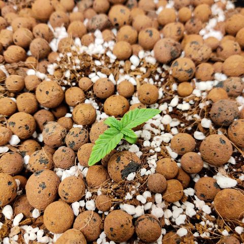 Roc Grape Dosi Breath growlog timeline photo