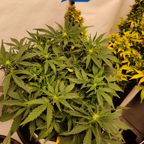 Meph Double Grape growlog timeline photo