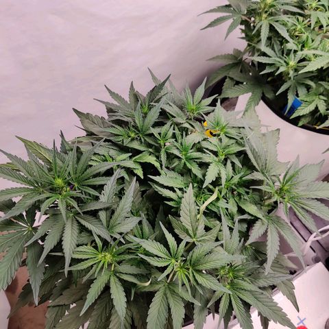 Barney's Purple Punch growlog timeline photo
