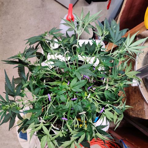 Barney's Purple Punch growlog photo: Lst