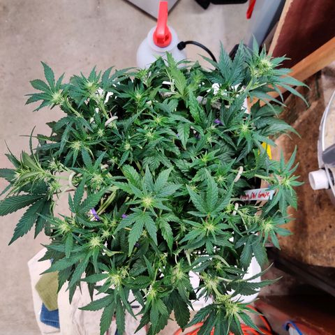 Meph Double Grape growlog photo: Lst