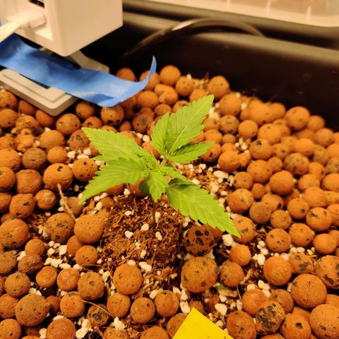 Meph HubbaBubby growlog timeline photo