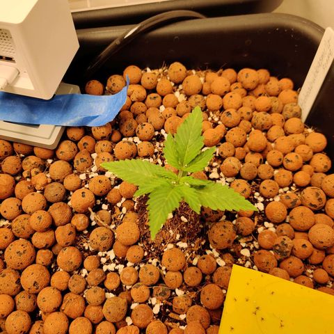 Meph HubbaBubby growlog timeline photo