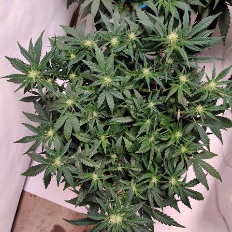 Meph Double Grape growlog timeline photo