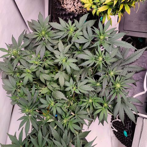Barney's Purple Punch growlog timeline photo