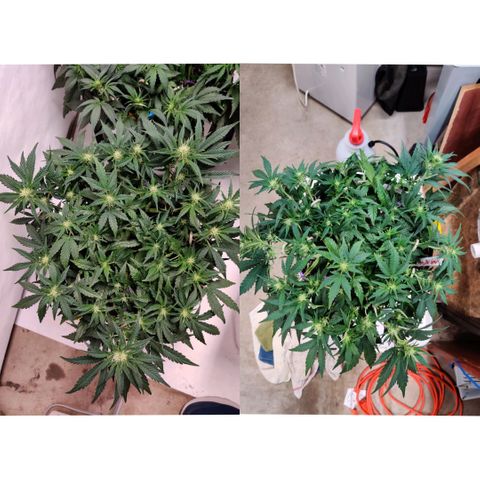 Meph Double Grape growlog timeline photo