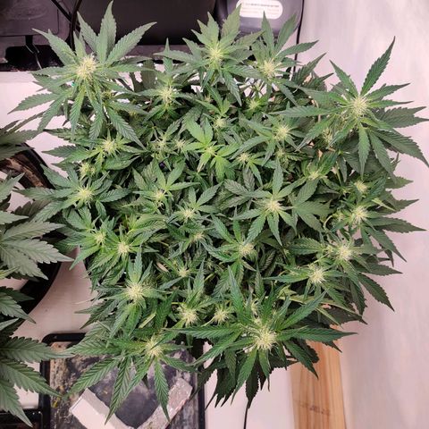 Meph Double Grape growlog timeline photo