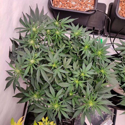 Barney's Purple Punch growlog timeline photo
