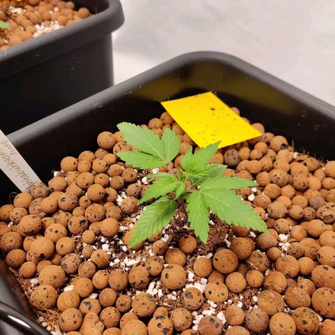 Meph HubbaBubby growlog timeline photo