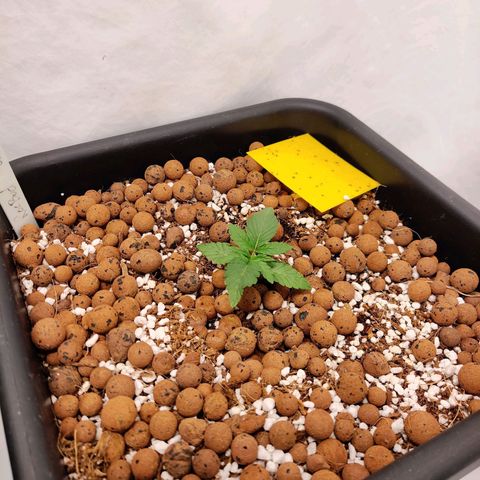 Roc Grape Dosi Breath growlog timeline photo
