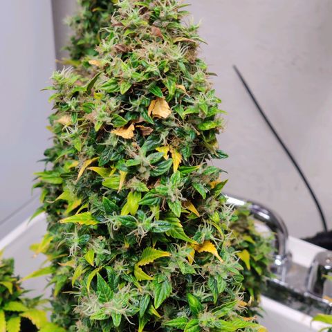 Canuk GG#4 growlog timeline photo