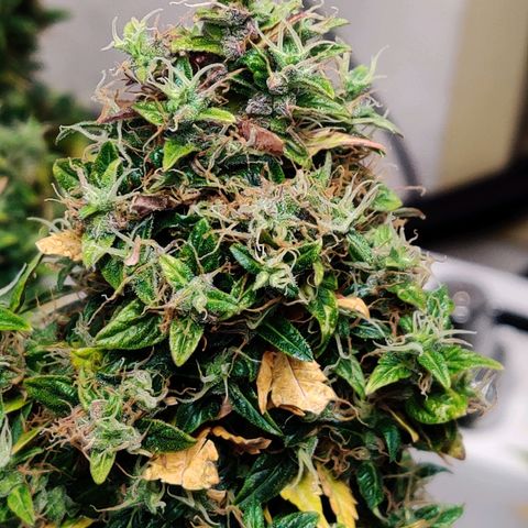 Canuk GG#4 growlog timeline photo