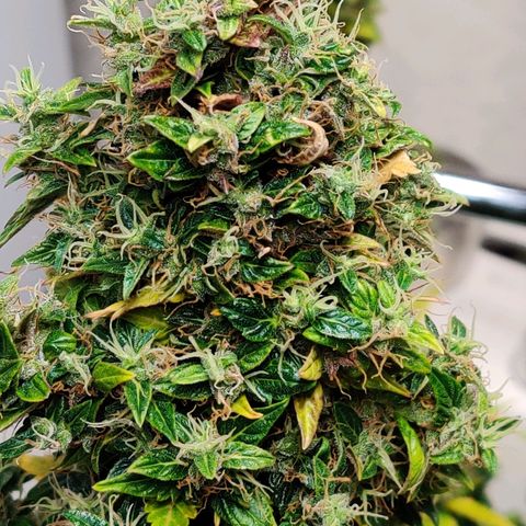 Canuk GG#4 growlog timeline photo