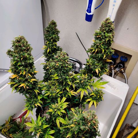 Canuk GG#4 growlog timeline photo