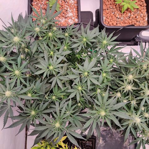Barney's Purple Punch growlog timeline photo