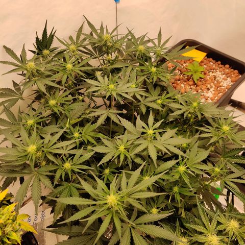 Barney's Purple Punch growlog timeline photo