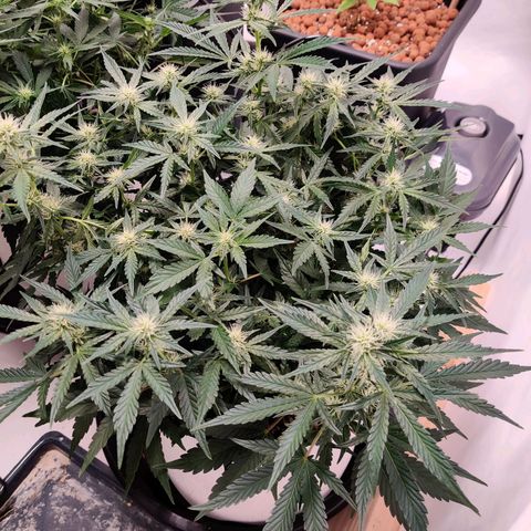 Meph Double Grape growlog timeline photo