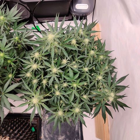 Meph Double Grape growlog timeline photo