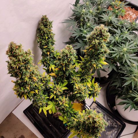 Canuk GG#4 growlog timeline photo