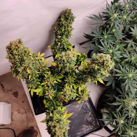 Canuk GG#4 growlog timeline photo