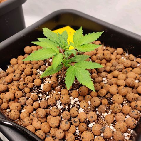 Meph HubbaBubby growlog timeline photo