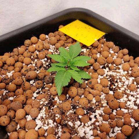Roc Grape Dosi Breath growlog timeline photo