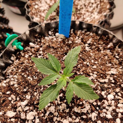 Meph CDxCDLC growlog timeline photo