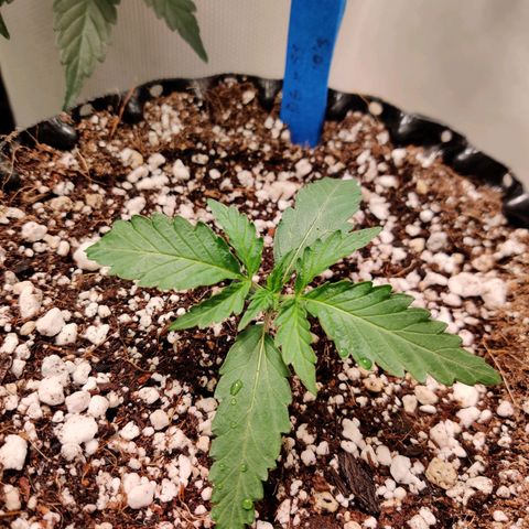 Meph DGxSS growlog timeline photo