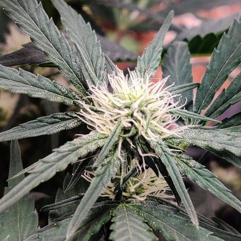 Barney's Purple Punch growlog timeline photo