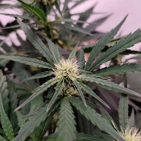 Barney's Purple Punch growlog timeline photo