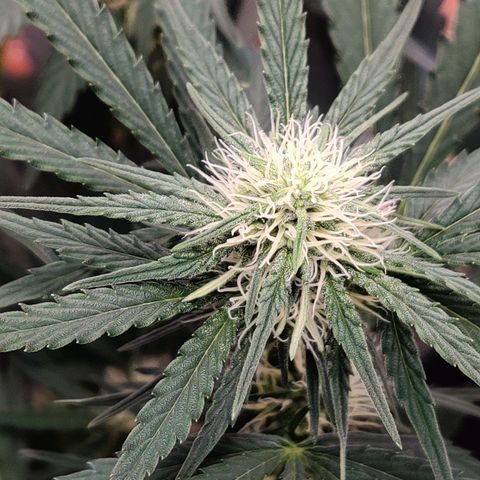 Barney's Purple Punch growlog timeline photo