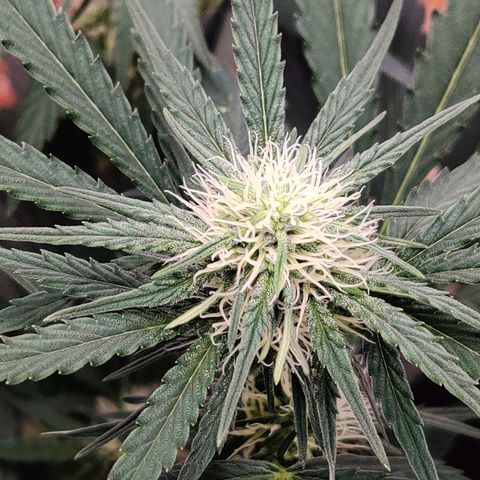 Barney's Purple Punch growlog timeline photo