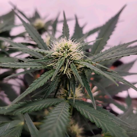 Barney's Purple Punch growlog timeline photo