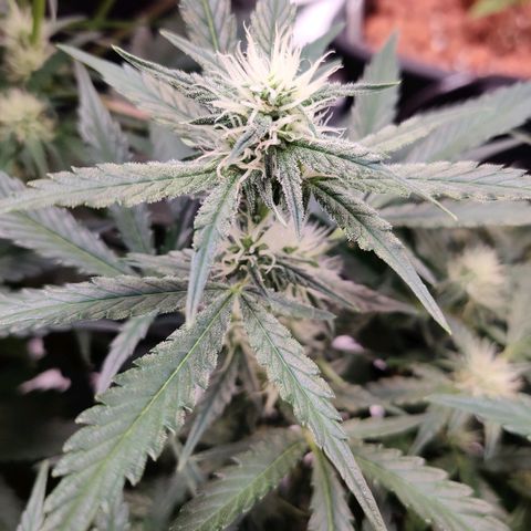 Meph Double Grape growlog timeline photo