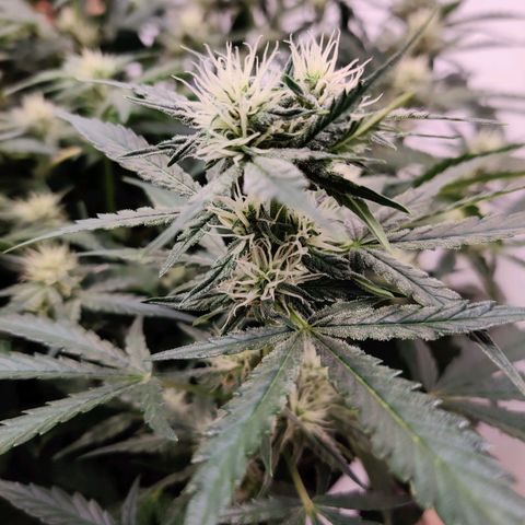 Meph Double Grape growlog timeline photo
