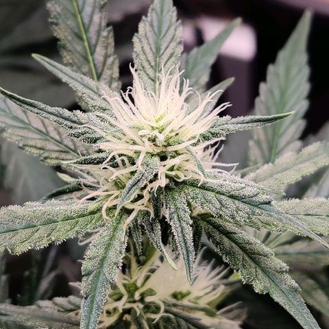 Meph Double Grape growlog timeline photo