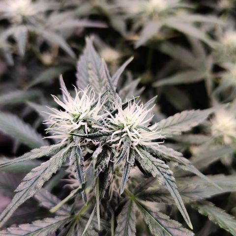 Meph Double Grape growlog timeline photo