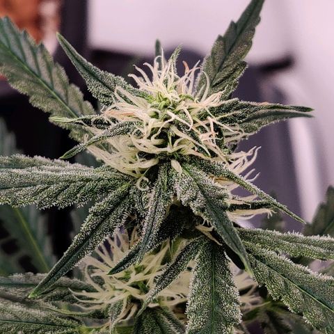 Meph Double Grape growlog timeline photo