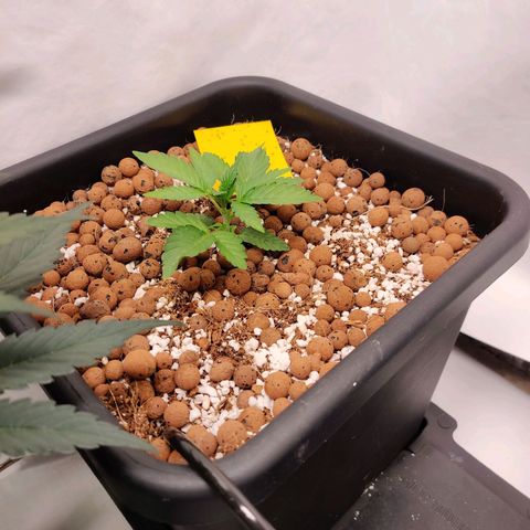 Roc Grape Dosi Breath growlog timeline photo