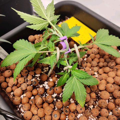 Meph HubbaBubby growlog timeline photo