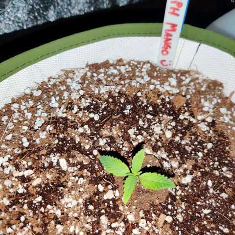 LB's Mango Tango growlog timeline photo