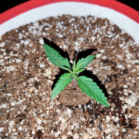 LB's Mango Tango #2 growlog timeline photo