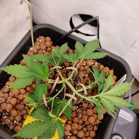 Meph HubbaBubby growlog photo: Lst