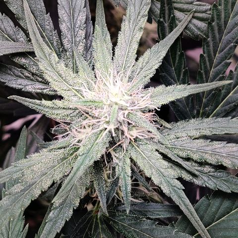 Barney's Purple Punch growlog timeline photo