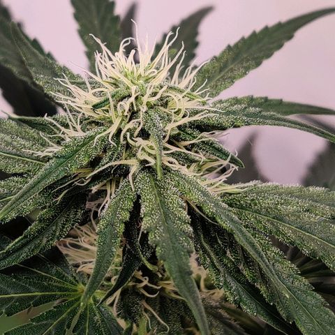 Barney's Purple Punch growlog timeline photo