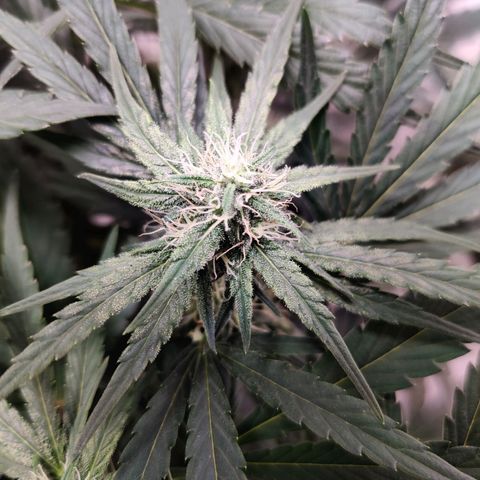 Barney's Purple Punch growlog timeline photo
