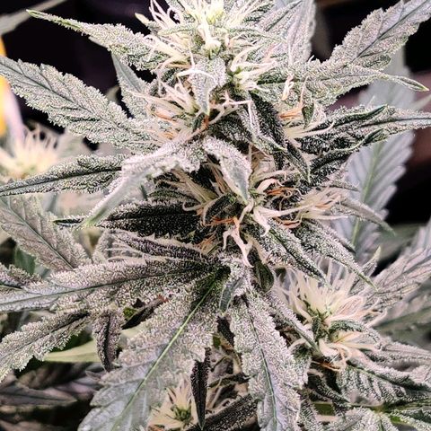 Meph Double Grape growlog timeline photo