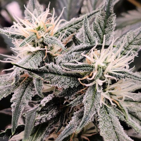 Meph Double Grape growlog timeline photo