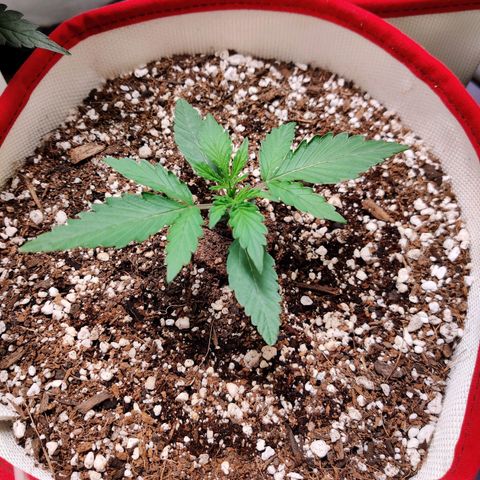 LB's Mango Tango #2 growlog timeline photo
