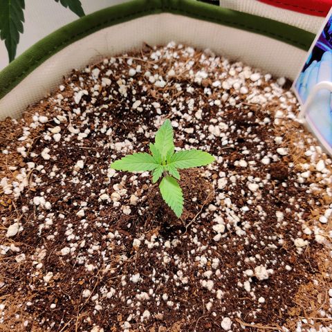 LB's Mango Tango growlog timeline photo